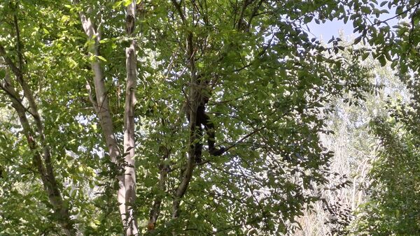 مارکده، سرزمین طلایی بادام و گردو؛ گنجینه‌ای از طعم و سنت در دل سامان