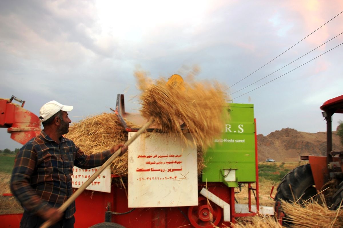 خرید تضمینی گندم به مرز ۷.۵ میلیون تن رسید