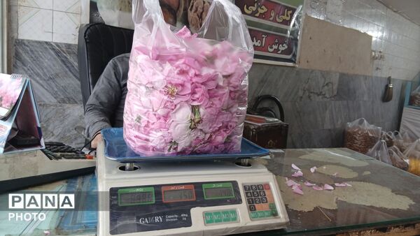 تویسرکان غرق در عطر؛ طلای سرخ و زرد در فصل برداشت به بازار آمد