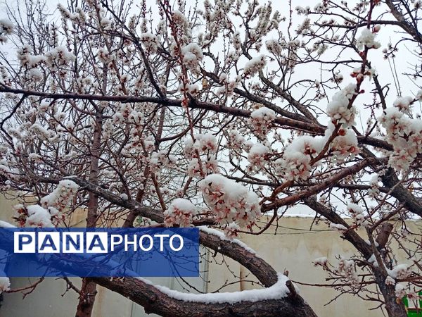 بارش برف بهاری در کوهسرخ