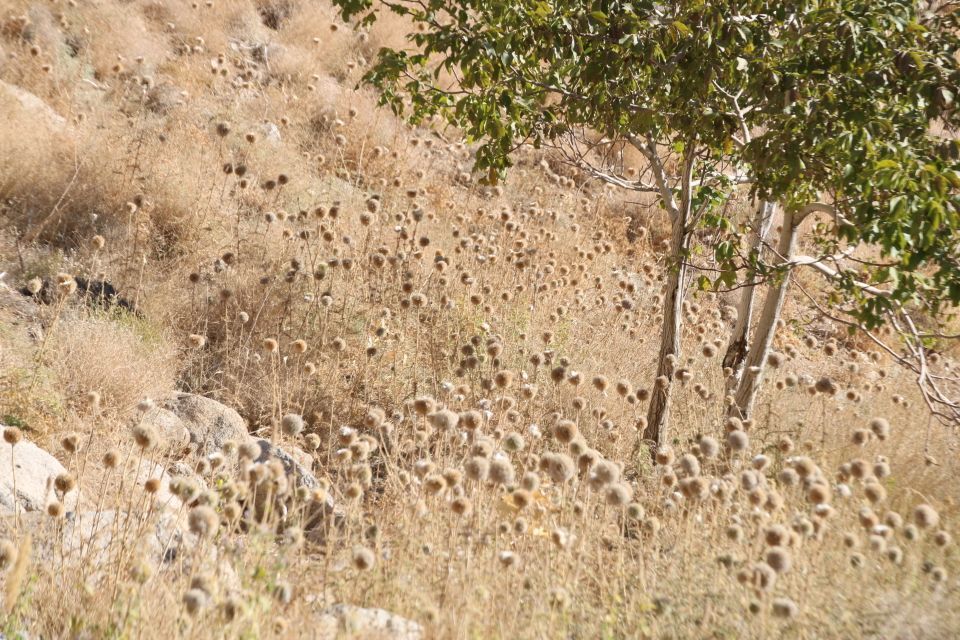 لاسرخ مهریز؛ مقصدی کوهستانی برای طبیعت‌گردان یزد