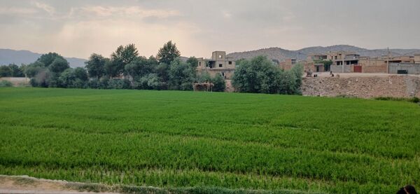 برنج‌کاری در لردگان؛ نماد زندگی و فرهنگ محلی