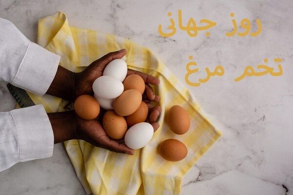 تخم‌مرغ؛ گوهری ساده در سفره‌ زندگی است