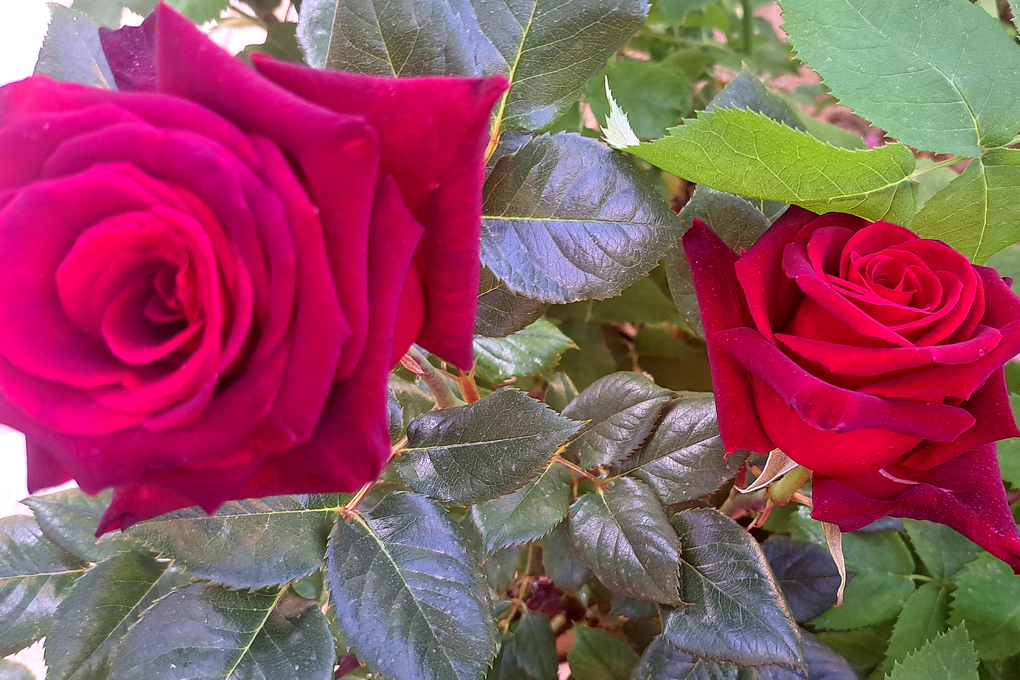 گل‌های زیبای بهاری