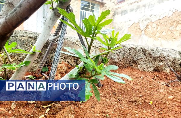 میانکوه در این روز‌ها همچون نگینی سبز می‌درخشد