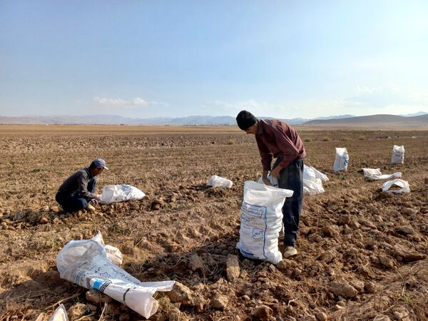 برداشت محصول سیب زمینی در روستای داغیان