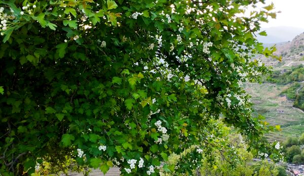 روستای شلیل نگین سرسبزی در دل کوه‌های میانکوه