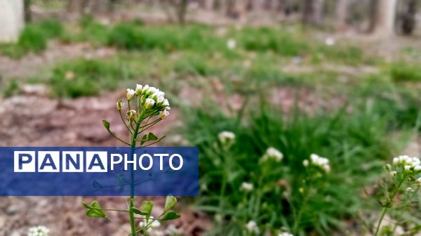 آوای گوش‌نواز بهار در طبیعت شهرستان‌بن