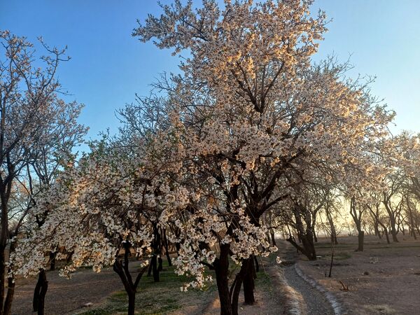 طبیعت با شکوفه‌های رنگارنگ به استقبال نوروز آمد