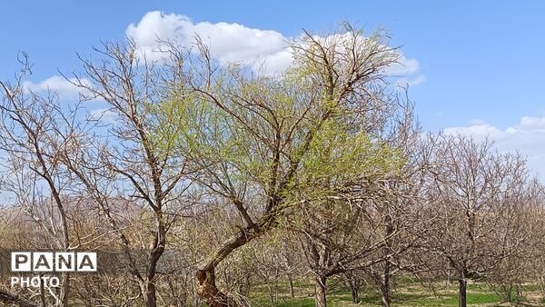 رویش شکوفه های امید در فصل بهار روستای برزنون 