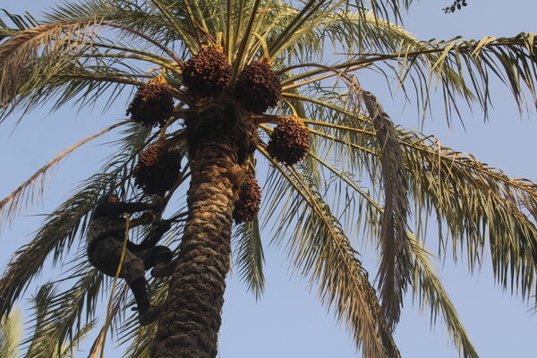 برداشت خرما در منطقه آبپخش