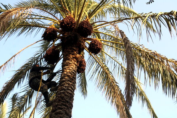 برداشت خرما در منطقه آبپخش