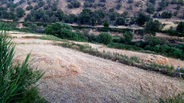 برداشت گندم در روستای بیدله