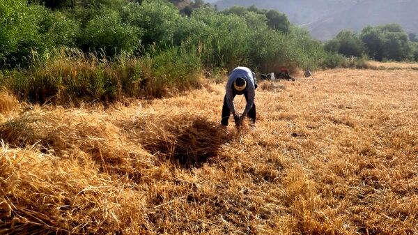 برداشت گندم در روستای بیدله