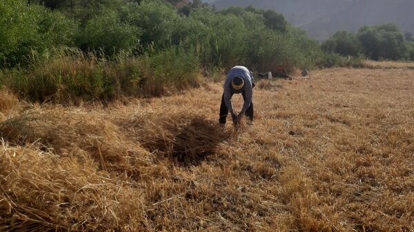 برداشت گندم در روستای بیدله