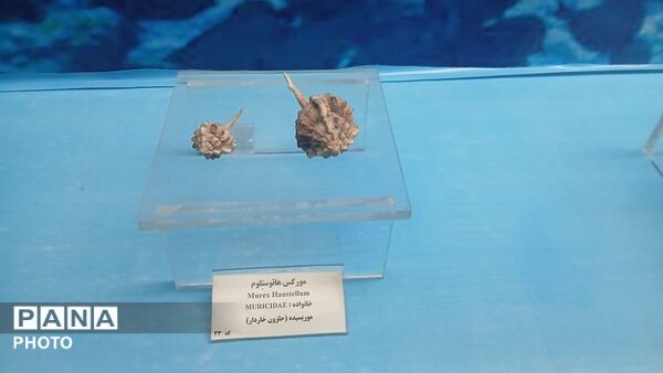 عطر هنر و معنویت؛ در پناه شاه خراسان      