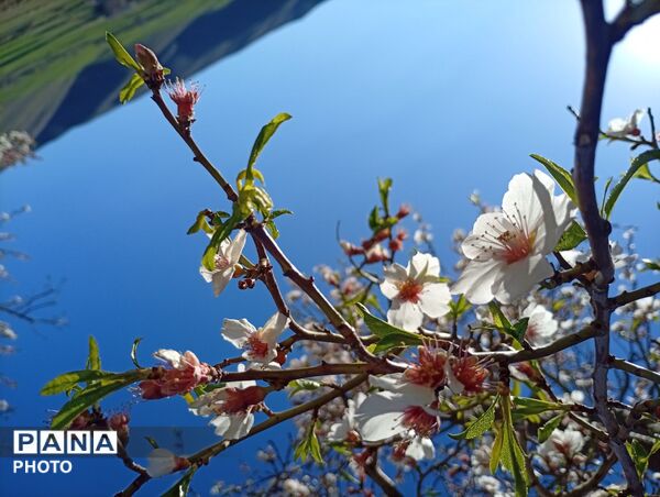 بهار با عطر شکوفه‌ها، دفتری از زندگی تازه می‌گشاید