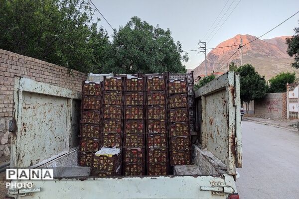 فصل چیدن یاقوت های چشم نواز در شهر بار نیشابور-۲ 