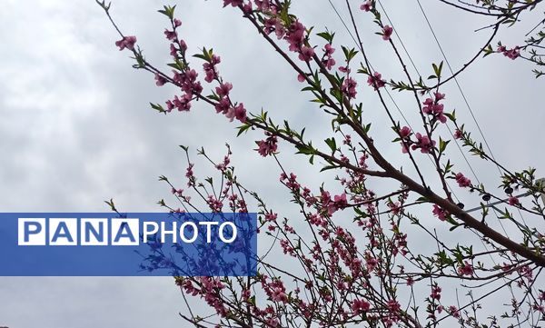 آوای گوش‌نواز بهار در طبیعت شهرستان‌بن