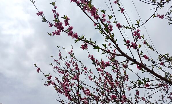 آوای گوش‌نواز بهار در طبیعت شهرستان‌بن