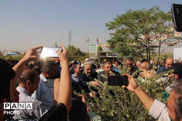 کاشت نهال زیتون در بام قیامدشت