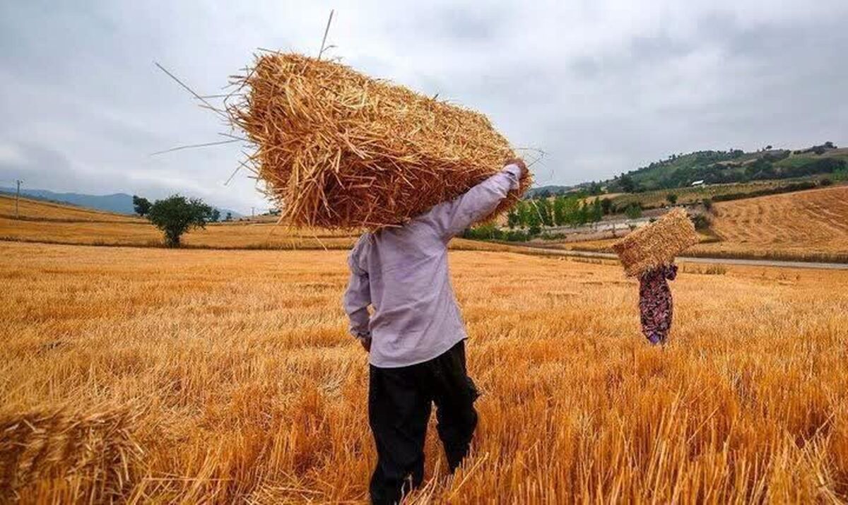 جشنوارۀ گندم در نگار بردسیر برگزار می‌شود 