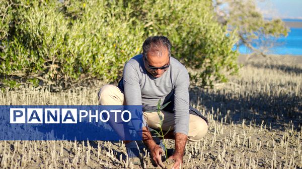 پاکسازی و کاشت نهال حرا در تالاب بندرخمیر