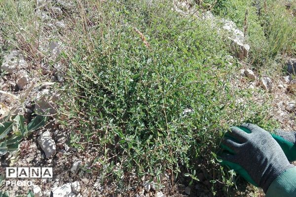ارتفاعات شهر بار ذخیره‌گاه گیاهان دارویی کمیاب-۲