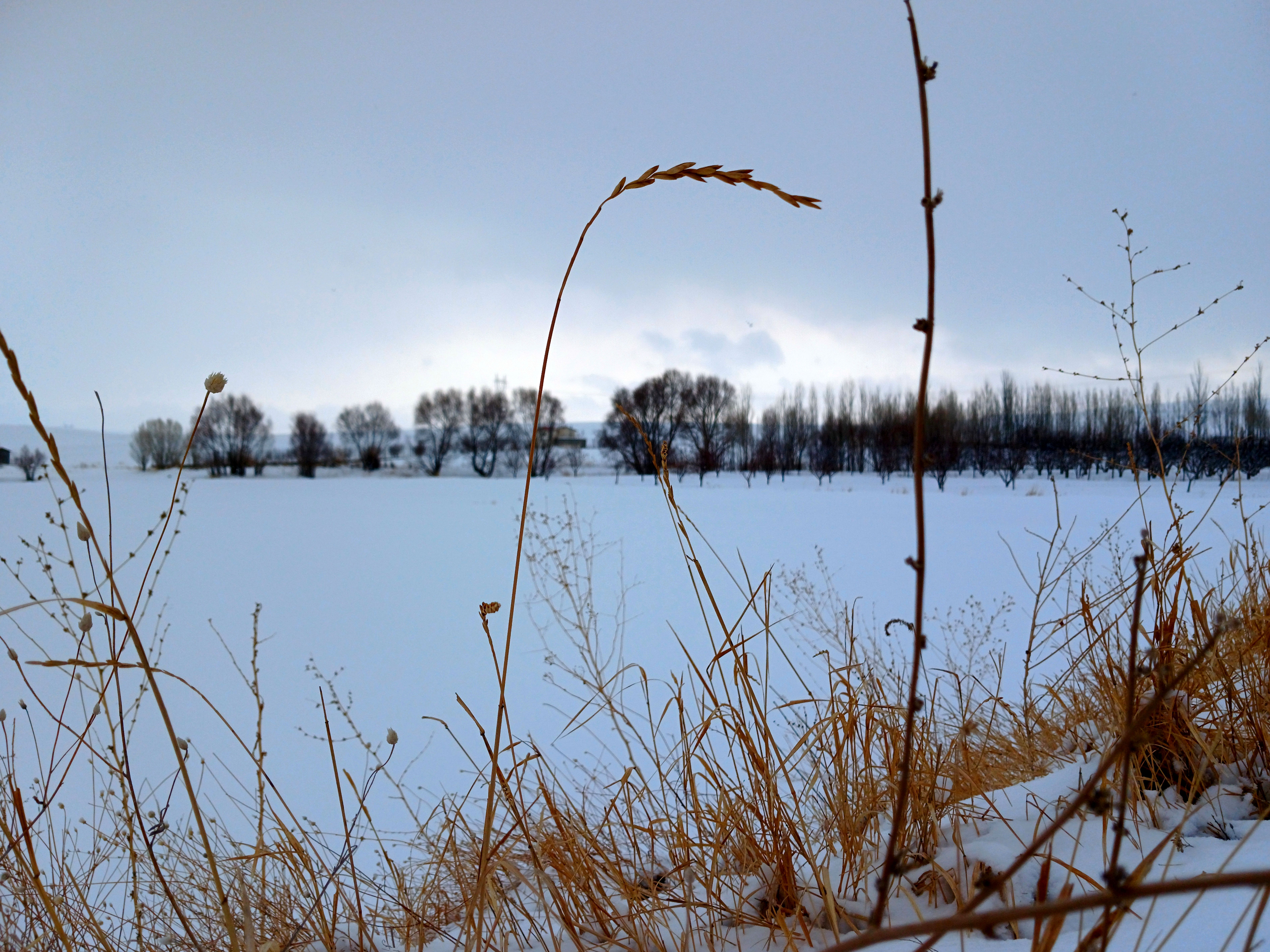بارش برف آخرین ماه زمستان در آذربایجان شرقی