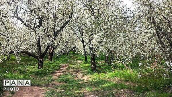 رویش شکوفه ها در روستای عیش آباد