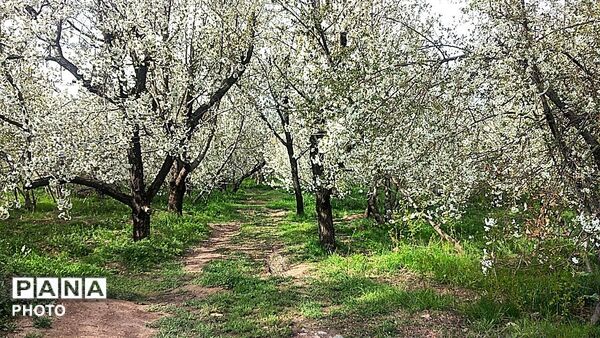 رویش شکوفه ها در روستای عیش آباد
