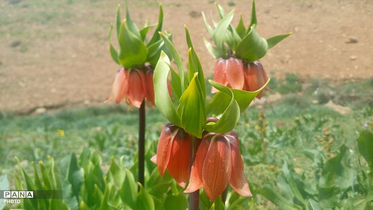 بهار در حومه کوهرنگ