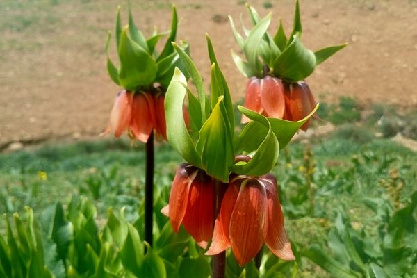بهار در حومه کوهرنگ