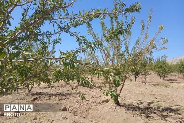 دستان پربرکت؛ روایت برداشت محصول در شیراز
