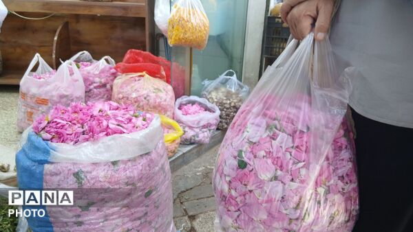تویسرکان غرق در عطر؛ طلای سرخ و زرد در فصل برداشت به بازار آمد
