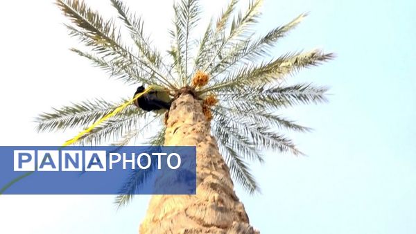 برداشت رطب از نخلستان‌های دالکی دشتستان 