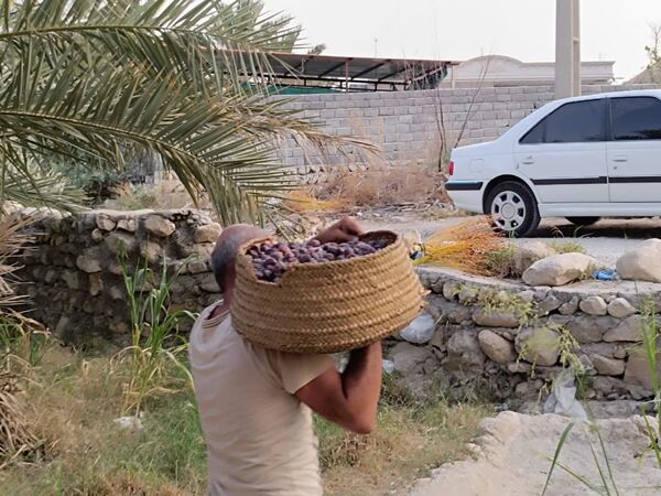 برداشت خرما در شهر رویدر 