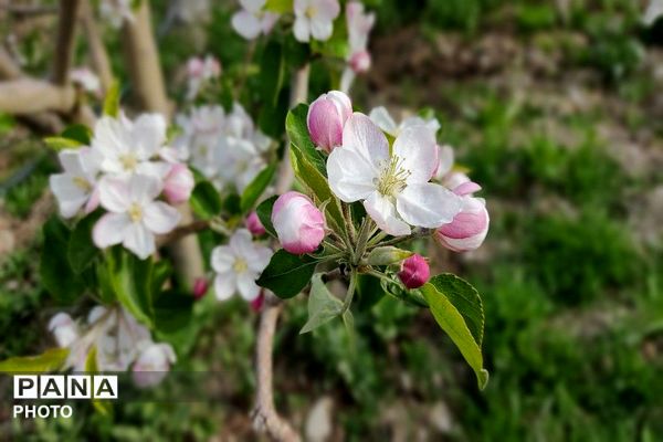آلبوم تصویری از طبیعت زیبای شهر بار در اردیبهشت‌ماه  ۱۴۰۵ -1