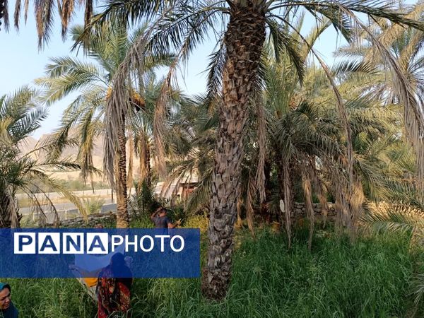 برداشت خرما در شهر رویدر 