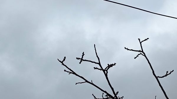 بارش زیبای باران با عطر و بوی بهار در شهرستان بن