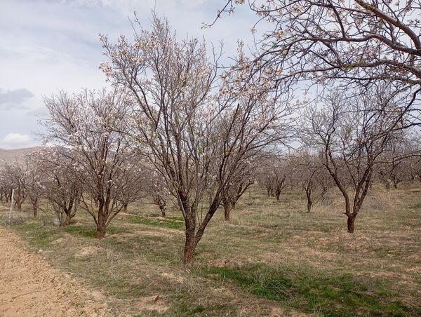  شکوفه های بهاری در روستای گزکوه
