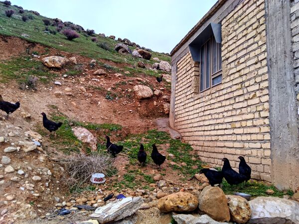 طبیعت زیبای میانکوه 
