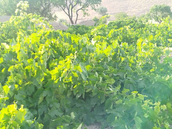 گزکوه، قطب انگور خراسان شمالی 