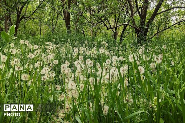 آلبوم تصویری از طبیعت زیبای شهر بار در اردیبهشت‌ماه  ۱۴۰۵ـ۲