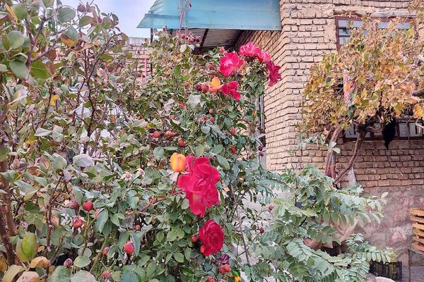تصاویر زیبا از پاییز رنگارنگ در شهر دار السادات بار نیشابور 
