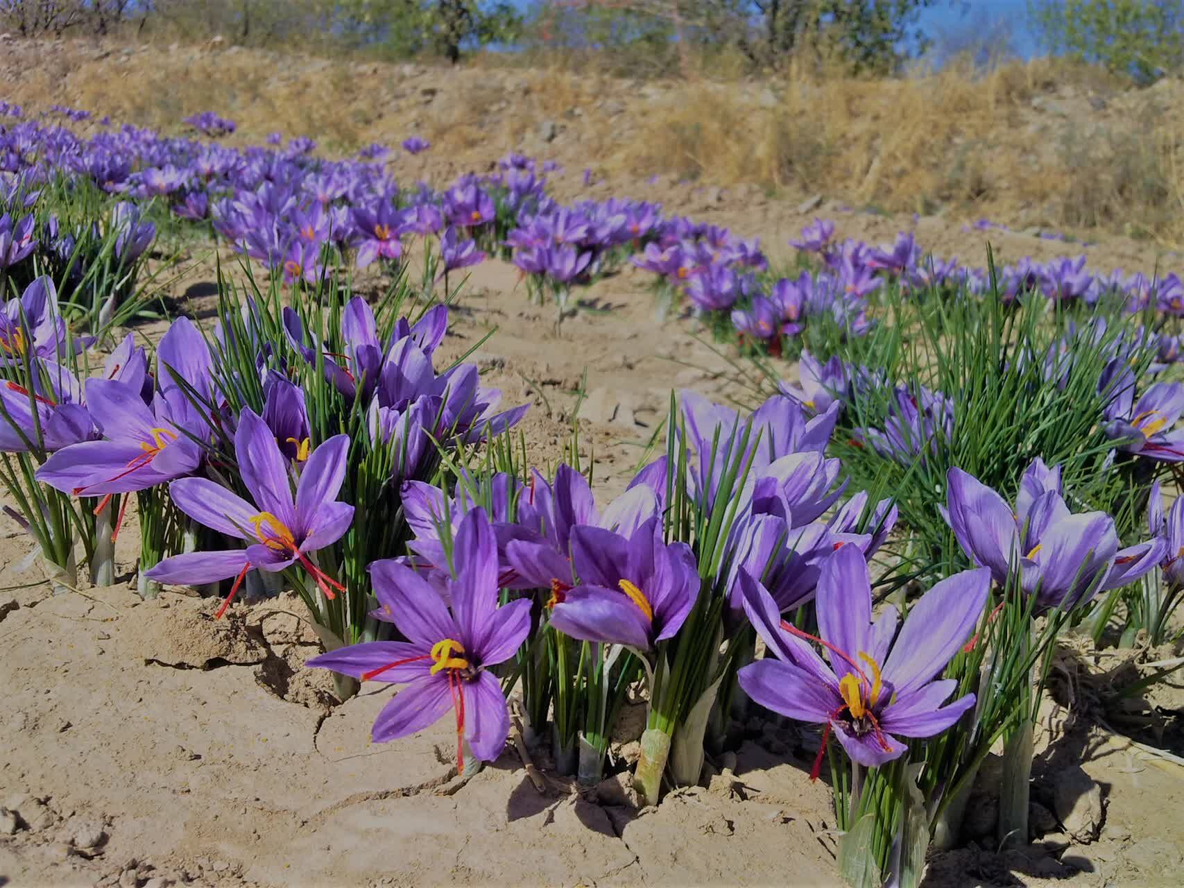 دومین جشنواره زعفران در روستای علوی کاشان برگزار می‌شود