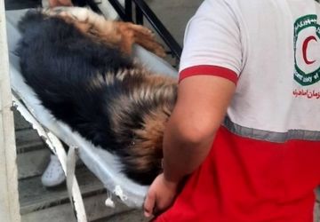 چکاپ سگ‌های جستجوی هلال احمر بعد از جنگ ۱۲ روزه