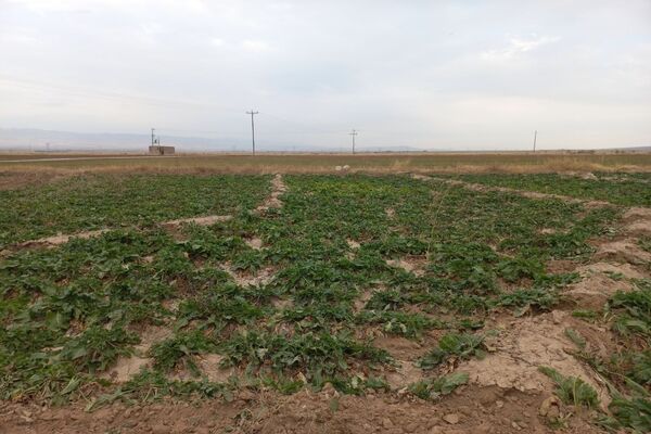 برداشت چغندرقند در روستای مفرنقا