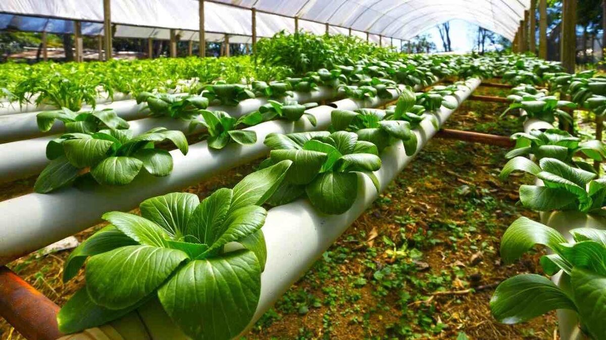 چارچوب بومی توسعه فناوری نانو کشاورزی تدوین شود