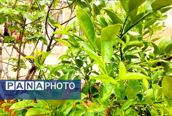 میانکوه در این روز‌ها همچون نگینی سبز می‌درخشد